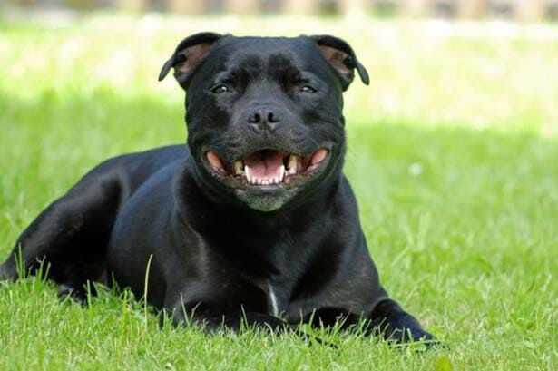 conseils lors de lachat dun staffordshire bull terrier