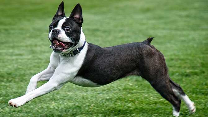 profil de race de chien boston terrier