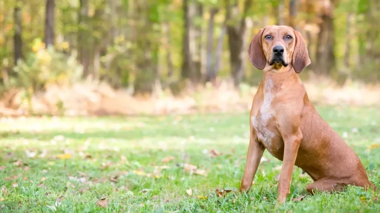 redbone coonhound faits que vous devez savoir avant dadopter redbone coonhound