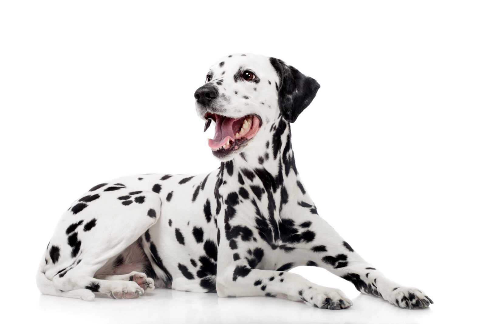 un dalmatien sera t il le meilleur chien de compagnie pour vous les avantages et les inconvenients