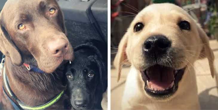 faits etonnants sur les labrador retrievers