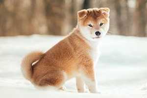 chiots shiba inu caractere et dressage