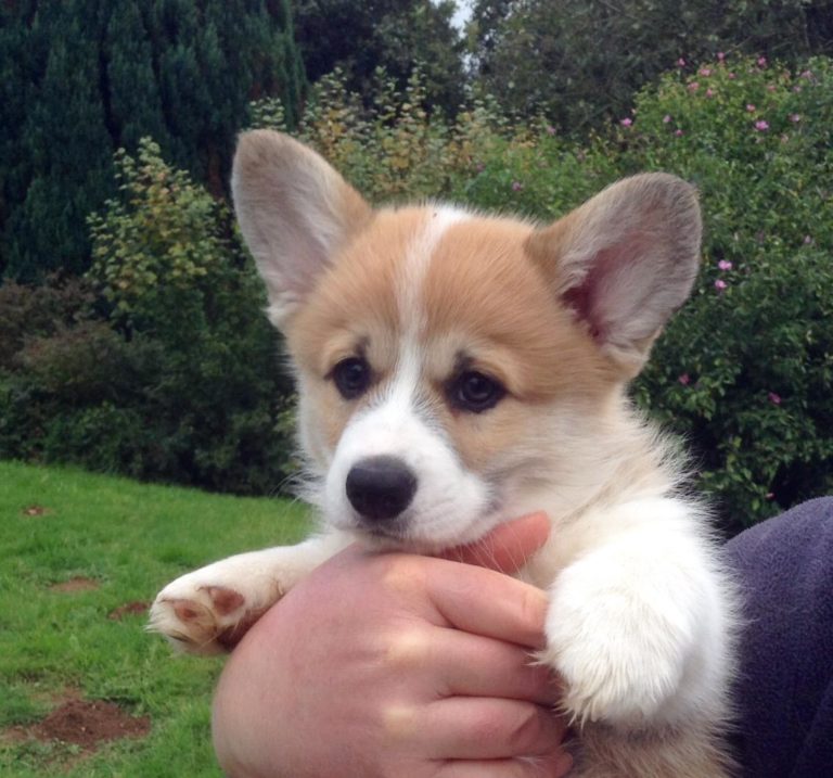 Lob Issance Avec Votre Chiot Quand Commencer Super Chien Chat