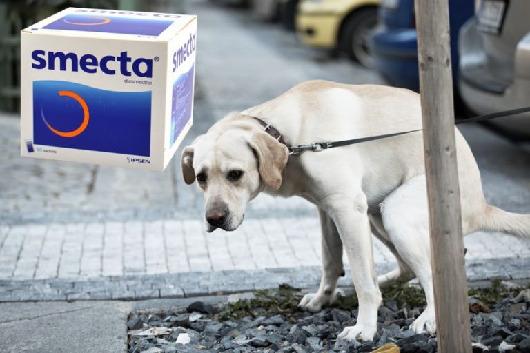 diarrhee canine comment traiter facilement la maladie de votre animal de compagnie