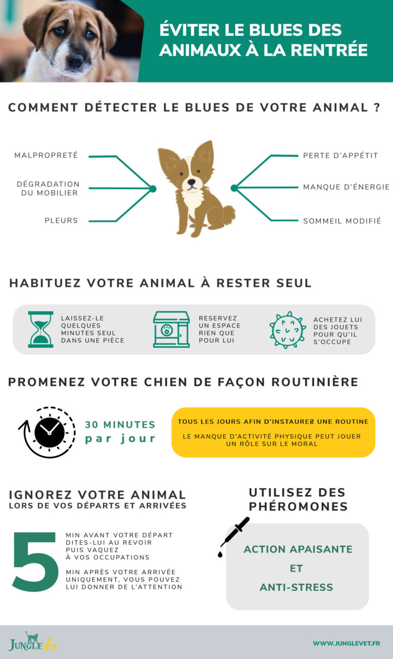 les remedes contre le blues du chien