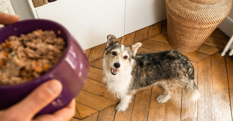 pourquoi la nourriture pour chien faite maison est elle meilleure pour votre chien