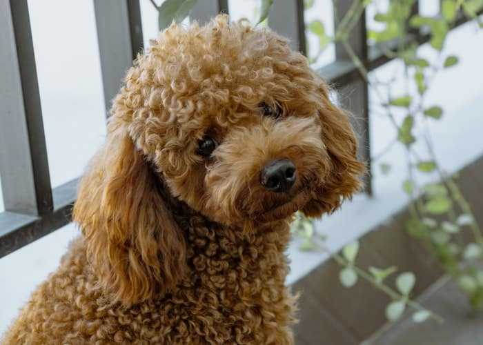 problemes hereditaires de caniche que vous devriez connaitre