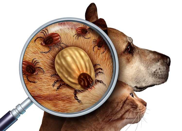 puces de chien prevention et traitement