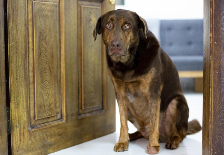 que faire lorsque votre chien souffre danxiete de la separation