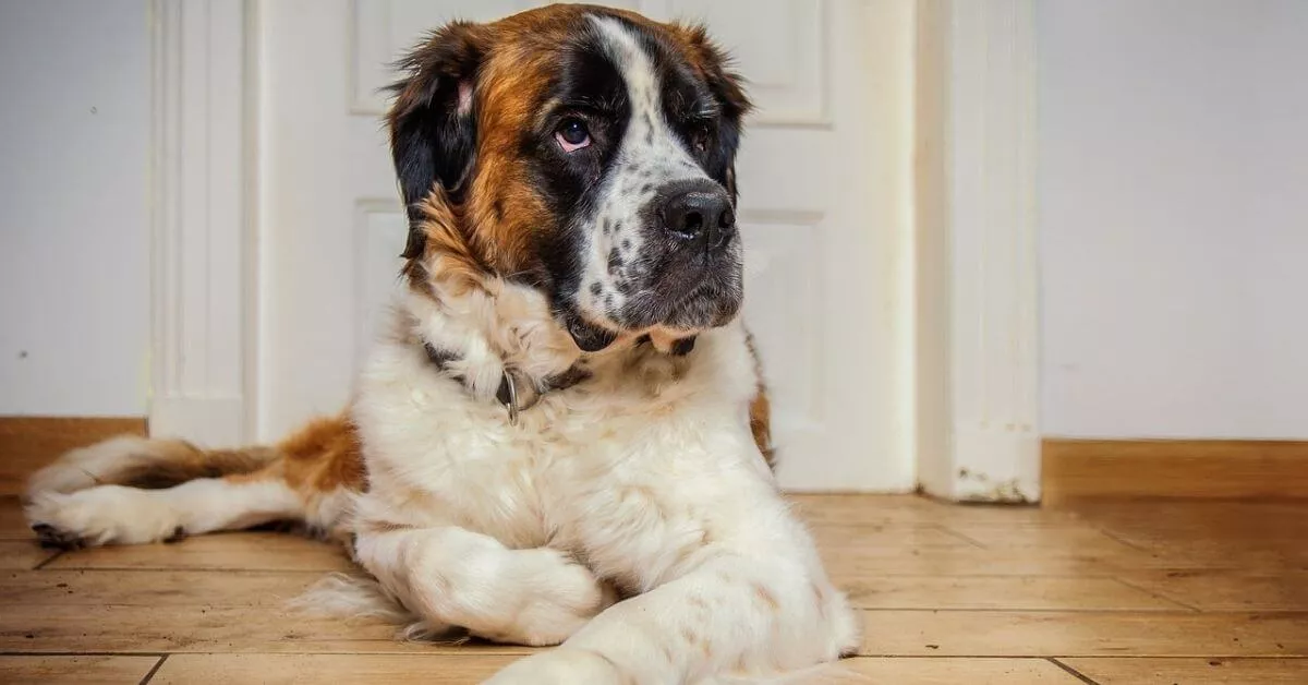 saint bernard comment bien vivre avec ce colosse