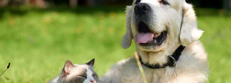 Comment aider un chat et un chien à s'entendre