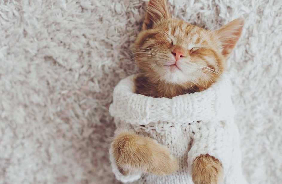 les chats