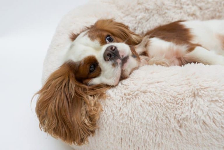 pourquoi votre dogue a besoin dun bon lit moelleux pour dormir