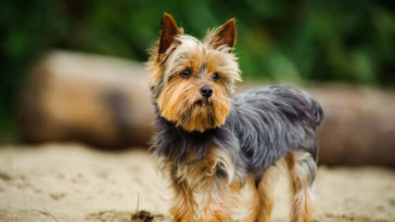 yorkshire terrier