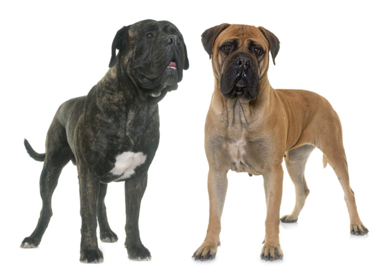 bullmastiff profil de race de chien