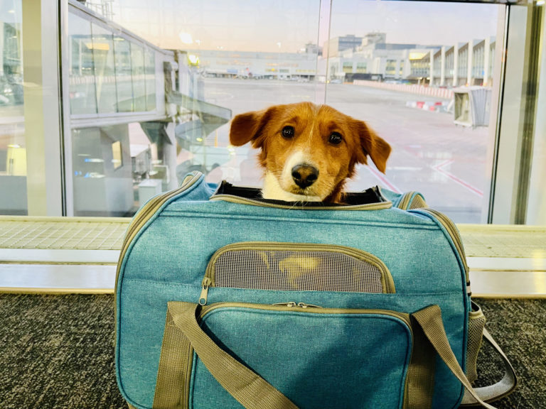 voyage avion chien conseils avant pendant et apres