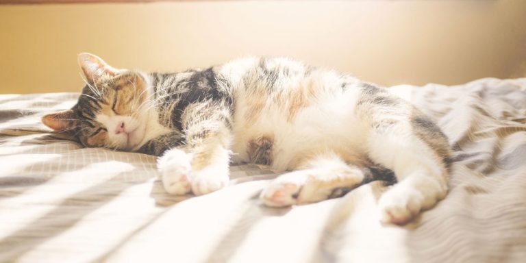 comment aider votre chat a supporter la chaleur de lete