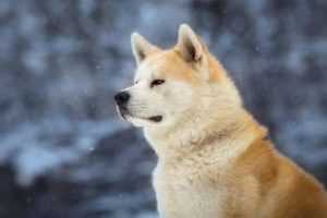 decouvrez lakita inu une race de chien japonaise fascinante
