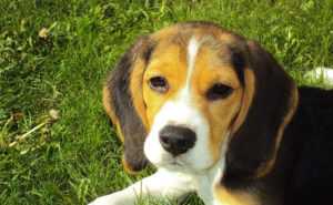 le beagle une race de chien pleine de vitalite et dintelligence