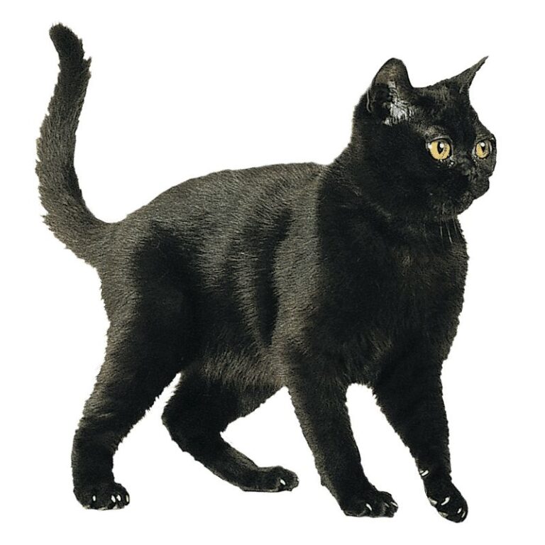 le bombay un chat majestueux au pelage noir intense