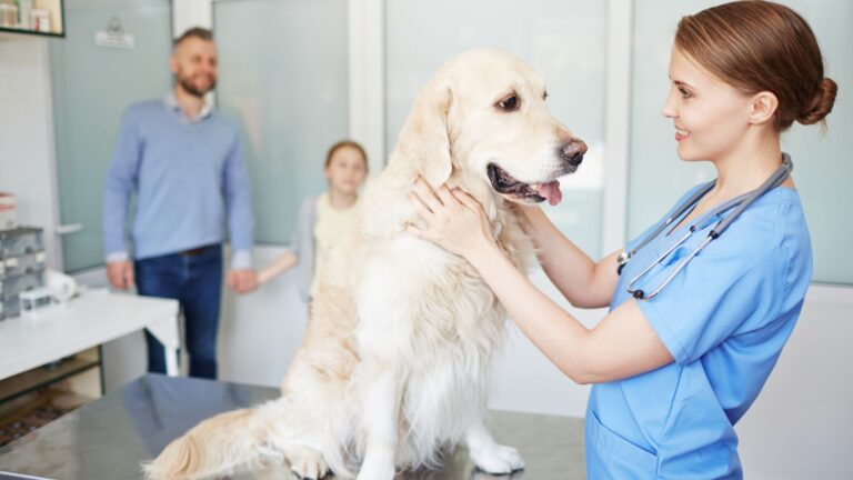 les astuces de veterinaire pour eduquer votre chien