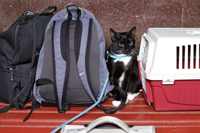 les astuces pour voyager avec un chaton