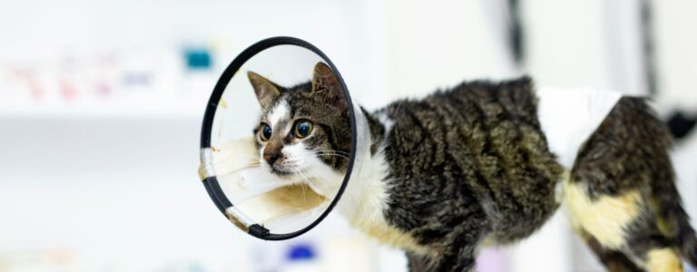 maladies courantes chez le chat comment les reconnaitre et les traiter