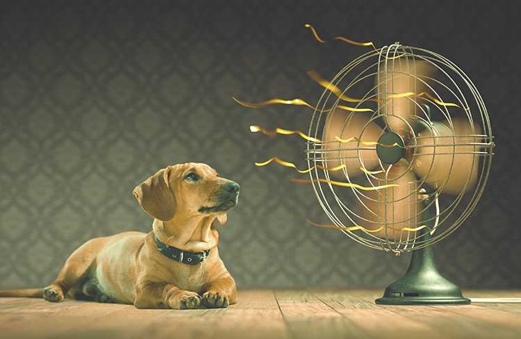 comment rafraichir votre chien pendant les journees chaudes dete