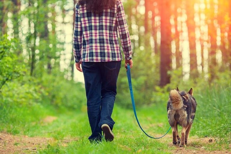 entrainement canin les etapes essentielles pour apprendre a un chien a marcher en laisse