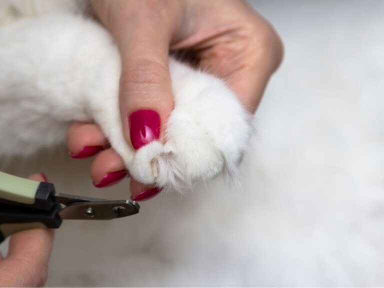 guide pratique comment couper les griffes de votre chat facilement