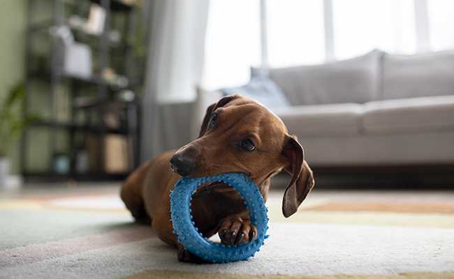 les meilleurs jouets pour chiens comment choisir le bon pour votre compagnon