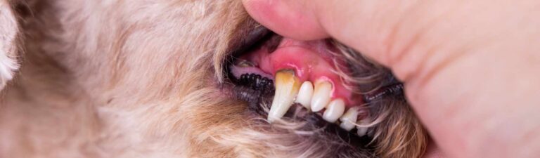 les problemes dentaires chez le chien causes symptomes et traitements