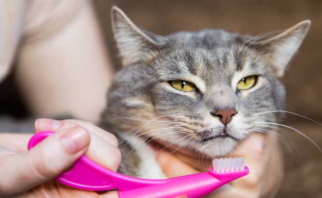 toiletter un chat tout ce que vous devez savoir sur le brossage des dents