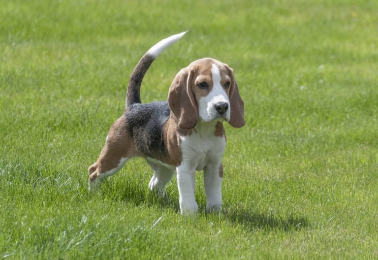 tout savoir sur le beagle un compagnon de vie hors du commun