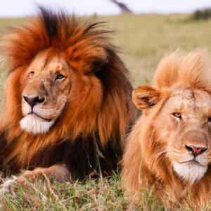 chat vs lion quelles sont les principales differences entre ces felins