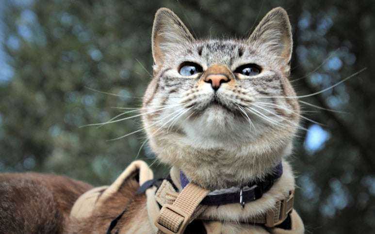 entrainement dun chat le guide complet pour apprendre a votre felin a marcher en laisse