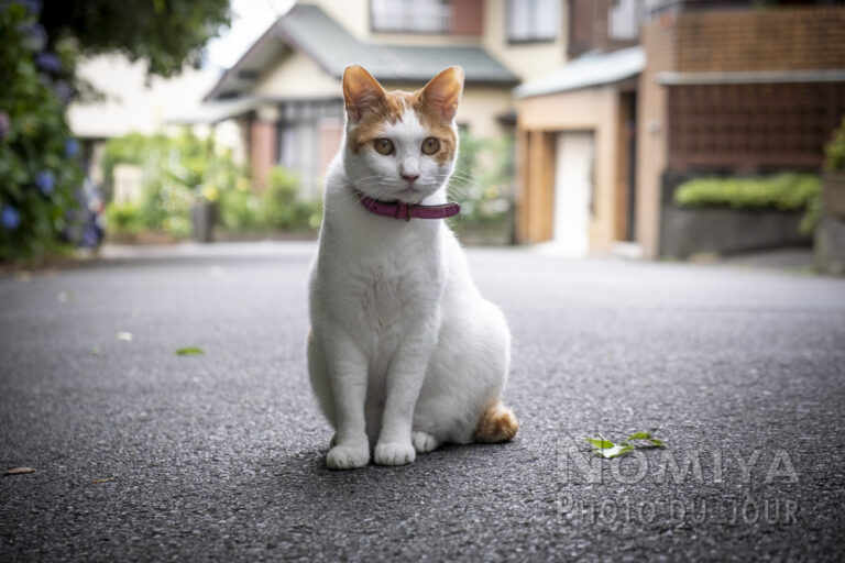 le bobtail japonais un chat aux origines fascinantes