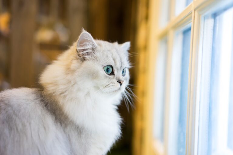 Quelles races de chats petits conviennent le mieux à une vie en appartement ?