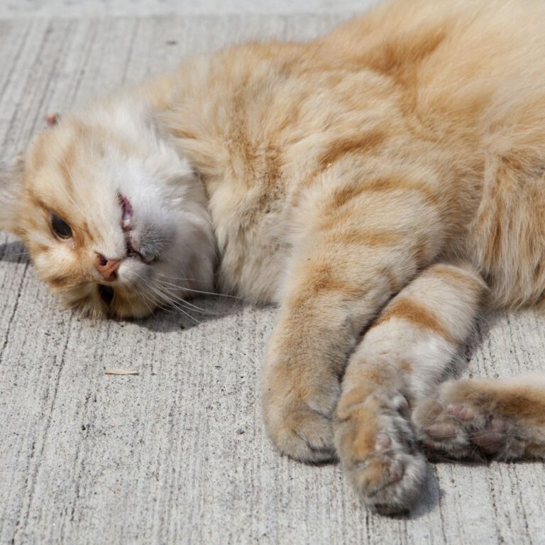 quels sont les principaux symptomes des parasites intestinaux chez les chats