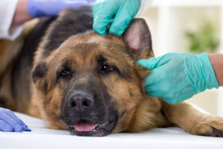 Quels sont les symptômes de la maladie de Carré chez les chiens?