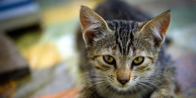 tout savoir sur le coryza felin symptomes traitement et prevention